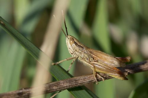 Euchorthippus elegantulus
