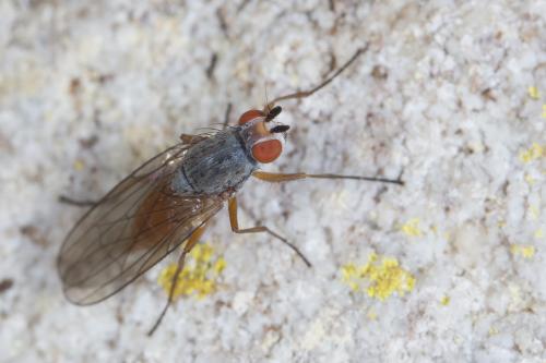 Heteromyza sp.