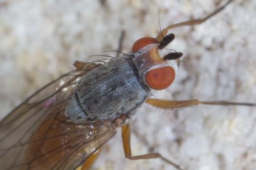 Heteromyza sp.