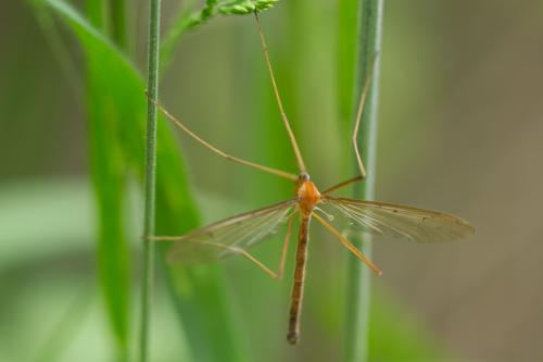 Pedicia littoralis