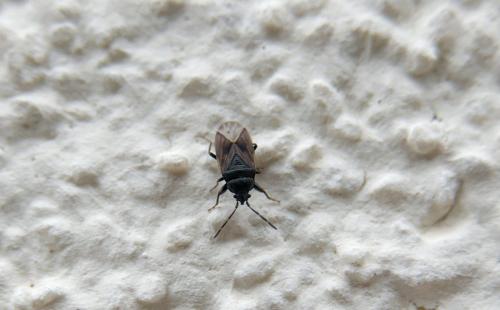 Réf. 242 785 : Drymus sp.