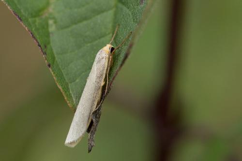 Réf. 242 008 : Eilema sp.