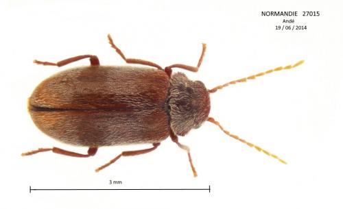 Réf. 242 494 : Ochina ptinoides
