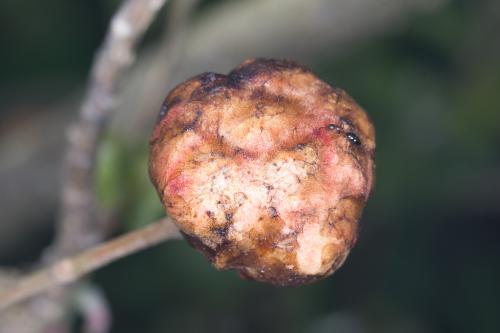 Biorhiza pallida
