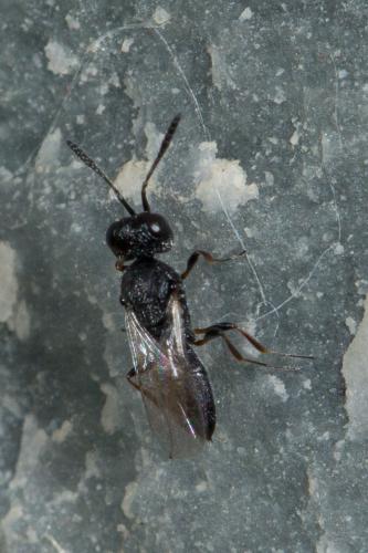 Scelioninae