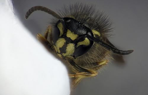Vespula vulgaris