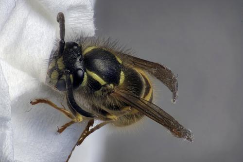 Vespula vulgaris