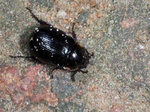 Anomala mutans