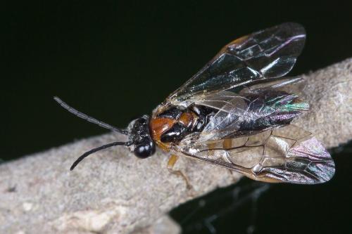 Mesoneura opaca
