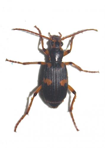 Pheropsophus occipitalis