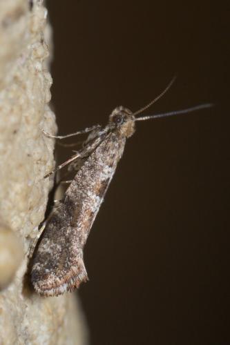 Réf. 242 453 : Digitivalva sp.