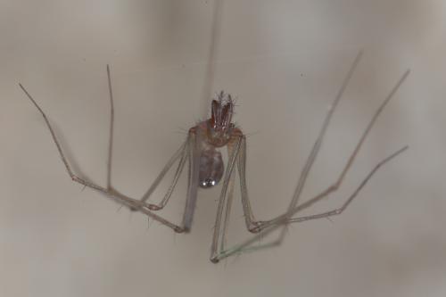 Réf. 242 376 : Leptoneta microphthalma