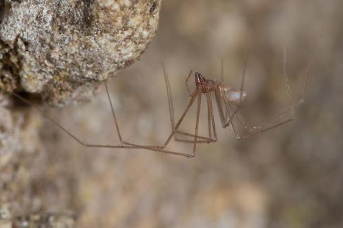 Leptoneta microphthalma