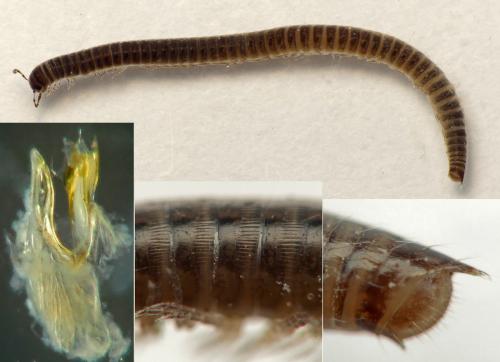 Leptoiulus uncinatus