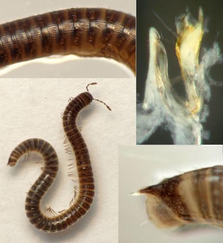 Leptoiulus uncinatus