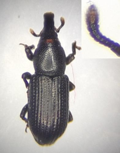 Phloeophagus lignarius