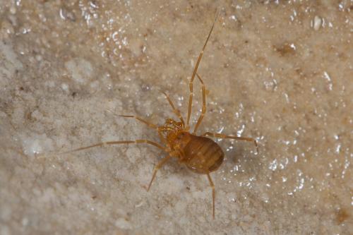 Scotolemon sp.