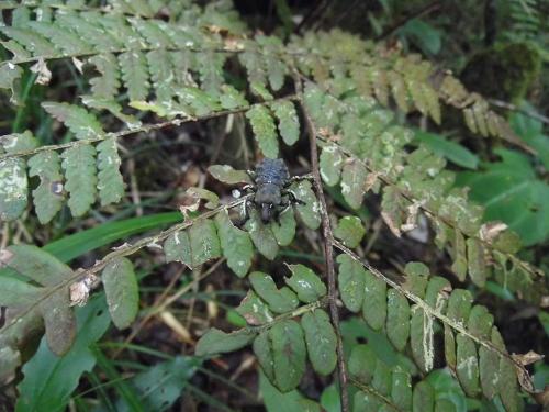 Lithinus sp.