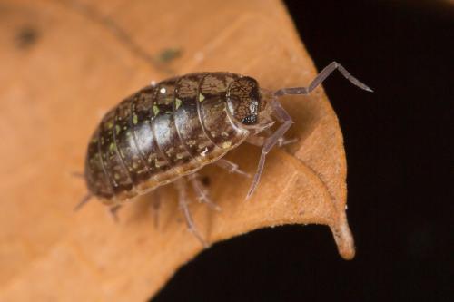 Réf. 242 497 : Philoscia sp.