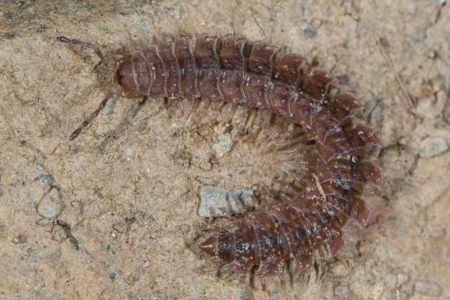 Polydesmus sp.