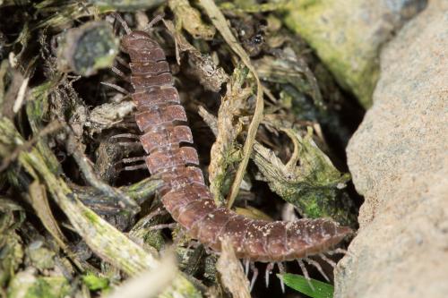 Polydesmus sp.