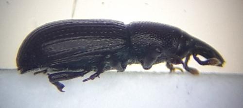 Phloeophagus lignarius