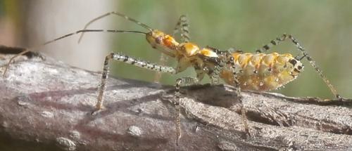 Réf. 242 517 : Zelus renardii
