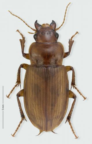 Réf. 242 903 : Harpalus flavescens