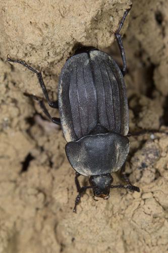 Réf. 242 522 : Silpha tristis