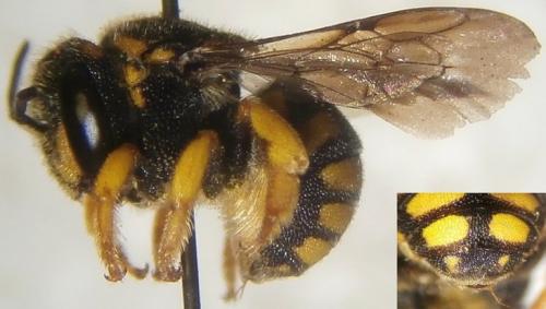 Réf. 242 777 : Anthidiellum strigatum