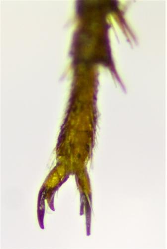 Anthidium manicatum