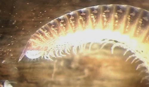 Réf. 242 632 : Leptoiulus umbratilis
