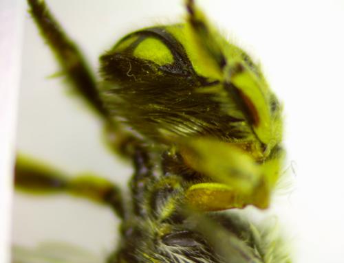 Anthidium manicatum