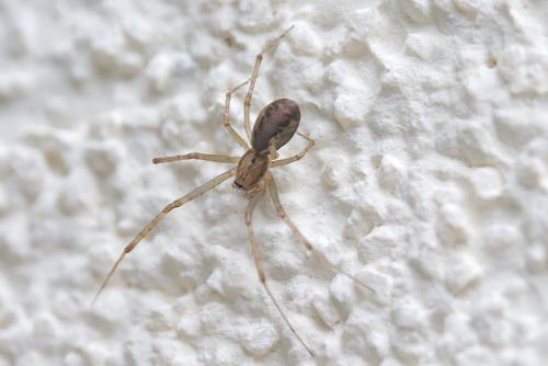 Réf. 242 799 : Linyphia triangularis