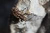 242664 – Photo : Jessica Joachim – France (31)