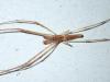 Tetragnatha sp.
