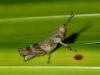 242214 – Photo : Didier Levasseur – Thaïlande