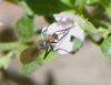 242016 – Photo : Bernard Ginesy – France (13)