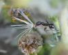 242080 – Photo : Bernard Ginesy – France (13)