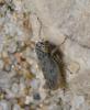 242628 – Photo : Bernard Ginesy – France (13)