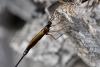 242481 – Photo : Jean-Michel GAREL – France (89)