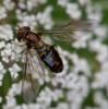 242977 – Photo : Jean-Michel GAREL – France (89)
