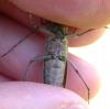 242699 – Photo : Arthropa - Benoit Martha – France (65)
