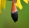 242742 – Photo : Jean-Michel GAREL – France (89)