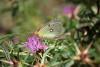242558 – Photo : Alain BUISSON – France (20)