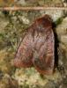 242021 – Photo : alain Roujas – France (31)