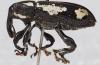 242729 – Photo : Bernard Perthuis – Guyane française