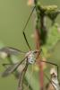 242641 – Photo : Bernard Saquet – France (48)