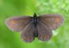 242991 – Photo : Stephane FERNANDES – France (74)