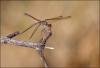 Sympetrum striolatum